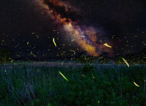 Dance of fireflies in the core of the Milky Way